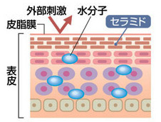 健康な肌