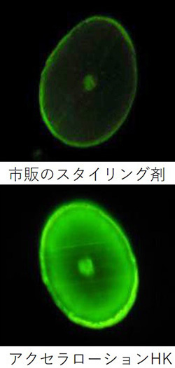 髪の断面図