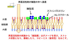 細胞膜