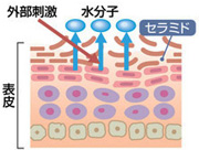 防御膜がとられた頭皮