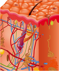 皮膚図