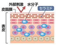 健康な皮膚