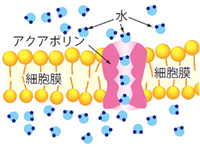 アクアポリン